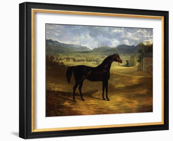 Jack Spigot, a Dark Bay Racehorse in a Paddock at Bolton Hall-John Frederick Herring I-Framed Giclee Print