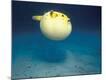Photographic Print