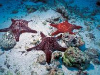 Sea Stars on Red Sandy Beach, Rabida Island, Galapagos Islands, Ecuador-Jack Stein Grove-Framed Premier Image Canvas