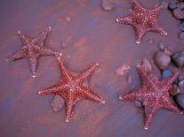 Sea Stars on Red Sandy Beach, Rabida Island, Galapagos Islands, Ecuador-Jack Stein Grove-Framed Premier Image Canvas