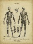Anatomy Study II-Jack Wilkes-Mounted Art Print