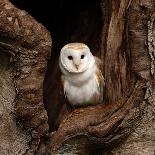 Barn Owl-jack53-Framed Stretched Canvas