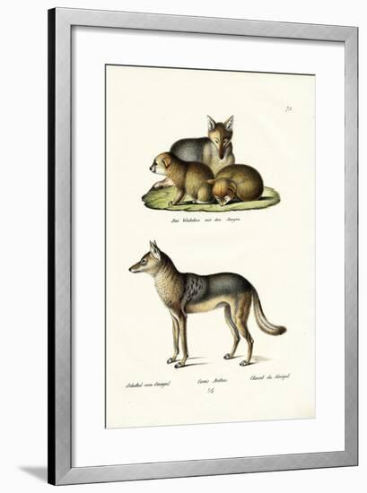 Jackal, 1824-Karl Joseph Brodtmann-Framed Giclee Print