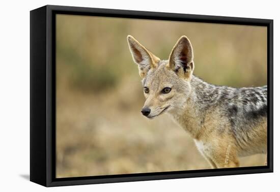 Jackal at Ngorongoro Conservation Area, Tanzania-null-Framed Premier Image Canvas