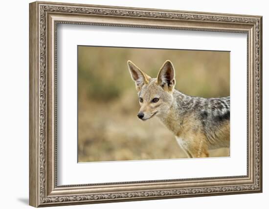 Jackal at Ngorongoro Conservation Area, Tanzania-null-Framed Photographic Print