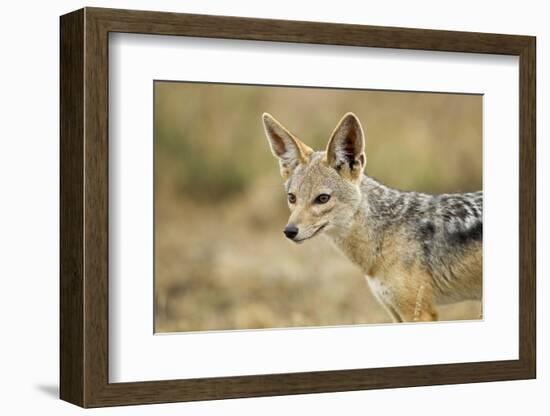 Jackal at Ngorongoro Conservation Area, Tanzania-null-Framed Photographic Print