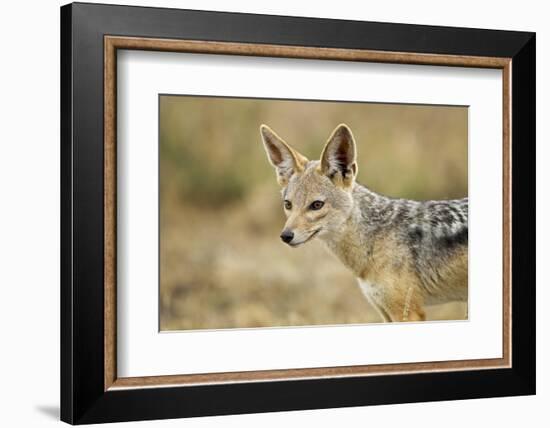 Jackal at Ngorongoro Conservation Area, Tanzania-null-Framed Photographic Print