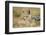 Jackal at Ngorongoro Conservation Area, Tanzania-null-Framed Photographic Print