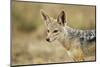 Jackal at Ngorongoro Conservation Area, Tanzania-null-Mounted Photographic Print