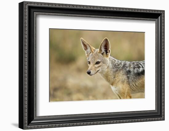 Jackal at Ngorongoro Conservation Area, Tanzania-null-Framed Photographic Print