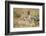 Jackal at Ngorongoro Conservation Area, Tanzania-null-Framed Photographic Print