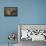 Jackal Pup-Paul Souders-Framed Premier Image Canvas displayed on a wall