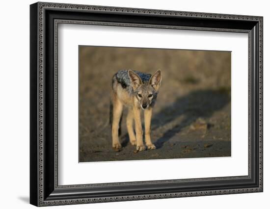 Jackal Pup-Paul Souders-Framed Photographic Print