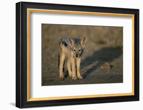 Jackal Pup-Paul Souders-Framed Photographic Print