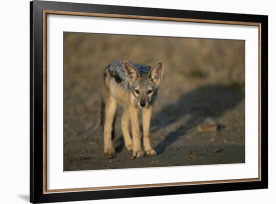 Jackal Pup-Paul Souders-Framed Photographic Print