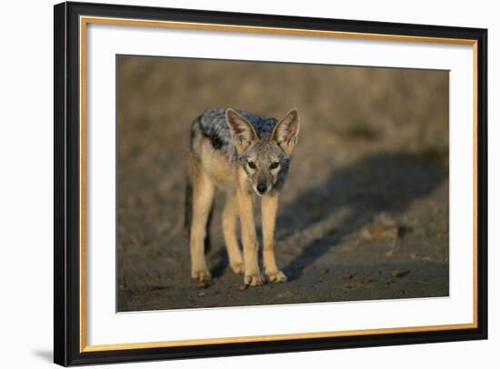 Jackal Pup-Paul Souders-Framed Photographic Print