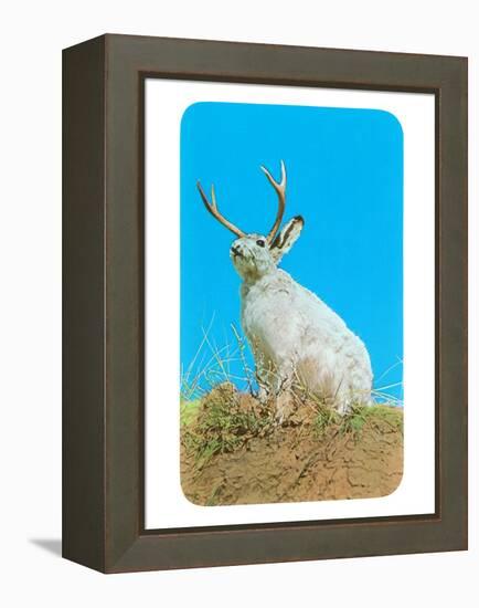Jackalope, Horned Rabbit-null-Framed Stretched Canvas