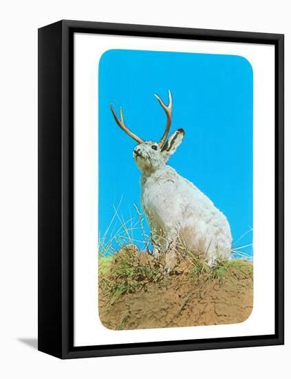 Jackalope, Horned Rabbit-null-Framed Stretched Canvas