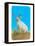 Jackalope, Horned Rabbit-null-Framed Stretched Canvas
