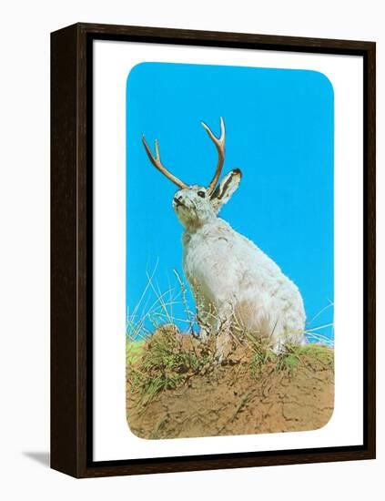 Jackalope, Horned Rabbit-null-Framed Stretched Canvas