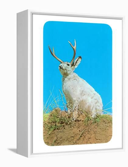 Jackalope, Horned Rabbit-null-Framed Stretched Canvas