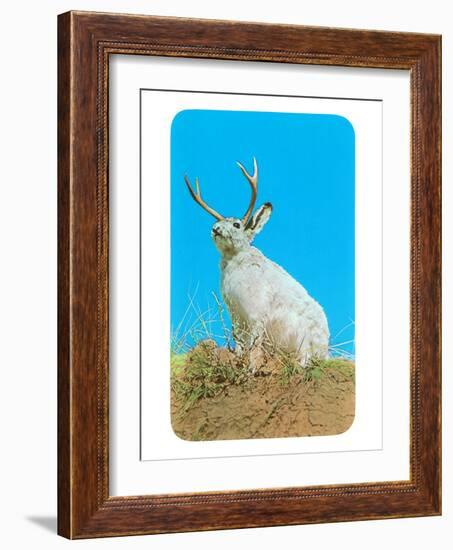 Jackalope, Horned Rabbit-null-Framed Premium Giclee Print