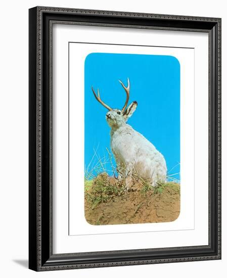 Jackalope, Horned Rabbit-null-Framed Premium Giclee Print