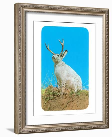 Jackalope, Horned Rabbit-null-Framed Art Print