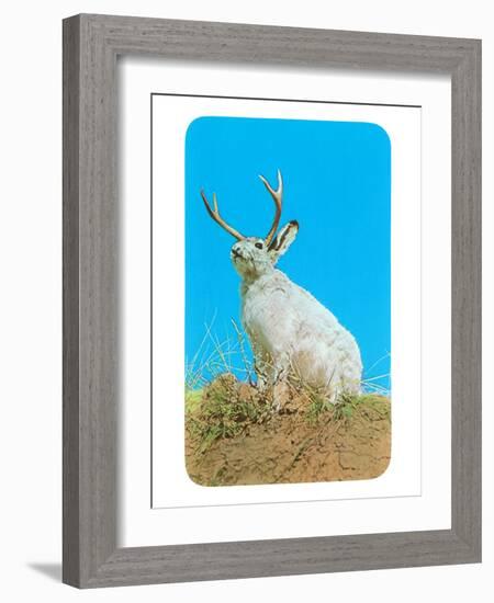 Jackalope, Horned Rabbit-null-Framed Art Print