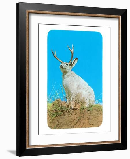 Jackalope, Horned Rabbit-null-Framed Art Print