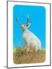 Jackalope, Horned Rabbit-null-Mounted Art Print