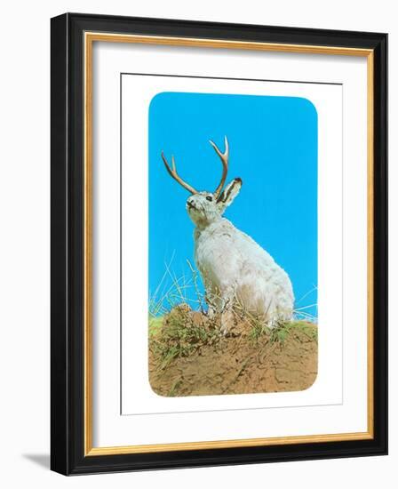 Jackalope, Horned Rabbit-null-Framed Art Print