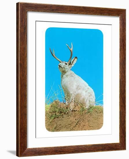 Jackalope, Horned Rabbit-null-Framed Art Print