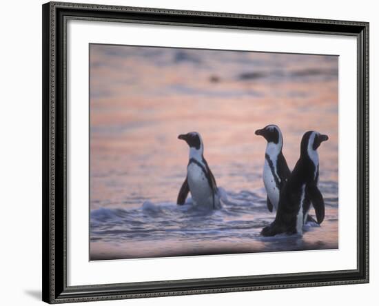 Jackass Penguin, Cape Town, South Africa-Stuart Westmoreland-Framed Photographic Print