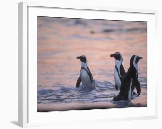 Jackass Penguin, Cape Town, South Africa-Stuart Westmoreland-Framed Photographic Print