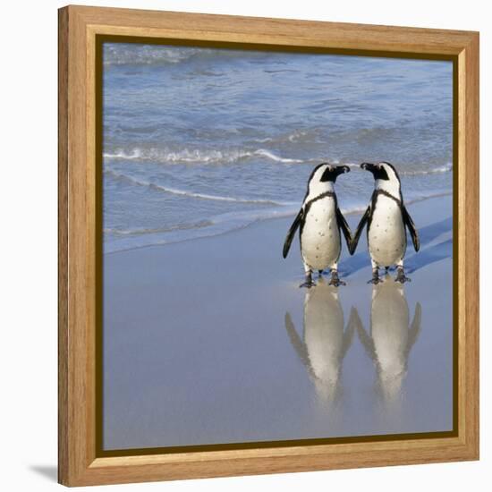 Jackass Penguin Pair-null-Framed Premier Image Canvas