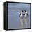 Jackass Penguin Pair-null-Framed Premier Image Canvas