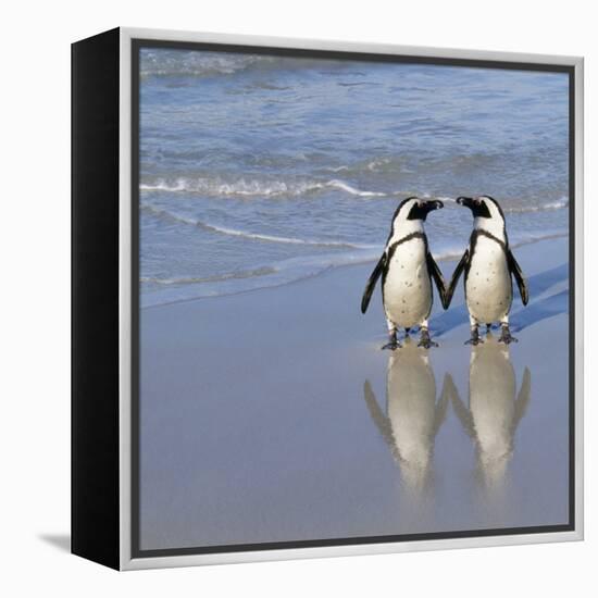 Jackass Penguin Pair-null-Framed Premier Image Canvas