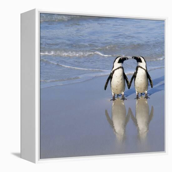 Jackass Penguin Pair-null-Framed Premier Image Canvas