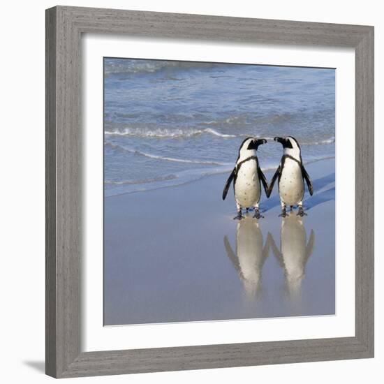 Jackass Penguin Pair-null-Framed Photographic Print