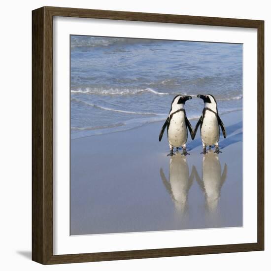 Jackass Penguin Pair-null-Framed Photographic Print