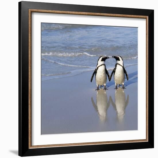 Jackass Penguin Pair-null-Framed Photographic Print