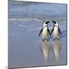 Jackass Penguin Pair-null-Mounted Photographic Print