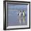 Jackass Penguin Pair-null-Framed Photographic Print