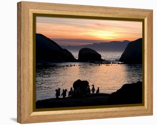 Jackass Penguins (African Penguins) (Speniscus Demersus), Boulder's Beach, Cape Town, South Africa-Thorsten Milse-Framed Premier Image Canvas