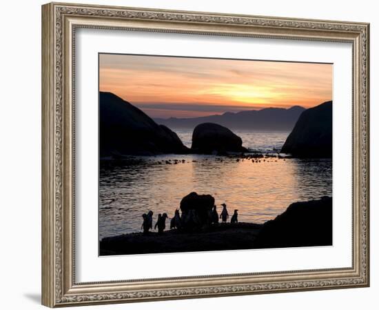 Jackass Penguins (African Penguins) (Speniscus Demersus), Boulder's Beach, Cape Town, South Africa-Thorsten Milse-Framed Photographic Print