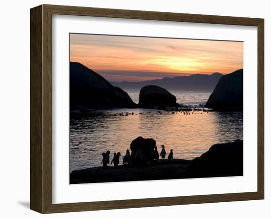 Jackass Penguins (African Penguins) (Speniscus Demersus), Boulder's Beach, Cape Town, South Africa-Thorsten Milse-Framed Photographic Print