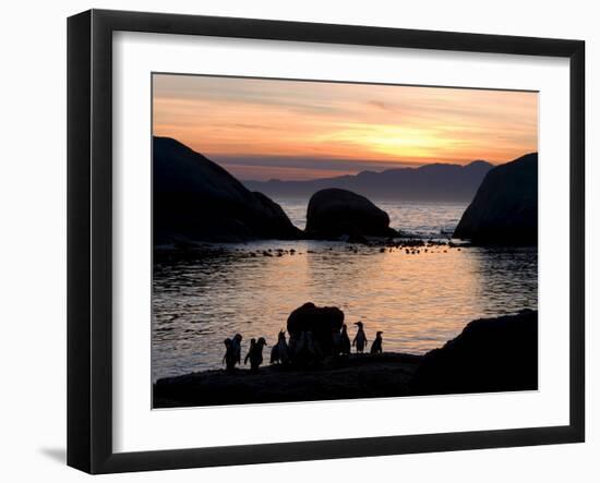 Jackass Penguins (African Penguins) (Speniscus Demersus), Boulder's Beach, Cape Town, South Africa-Thorsten Milse-Framed Photographic Print