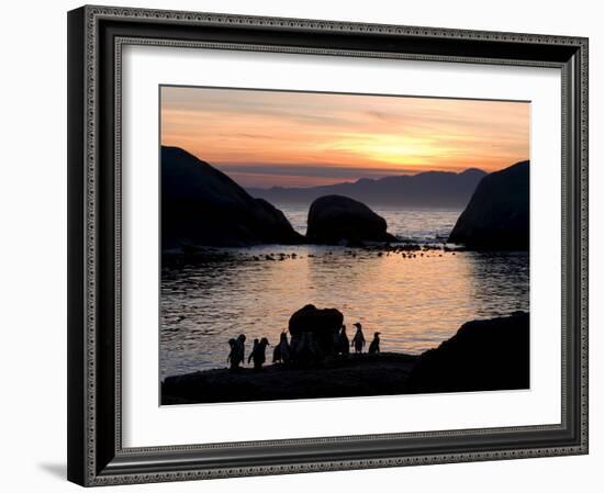 Jackass Penguins (African Penguins) (Speniscus Demersus), Boulder's Beach, Cape Town, South Africa-Thorsten Milse-Framed Photographic Print