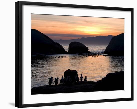 Jackass Penguins (African Penguins) (Speniscus Demersus), Boulder's Beach, Cape Town, South Africa-Thorsten Milse-Framed Photographic Print